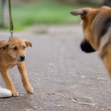 Що робити, якщо цуценя боїться інших собак
