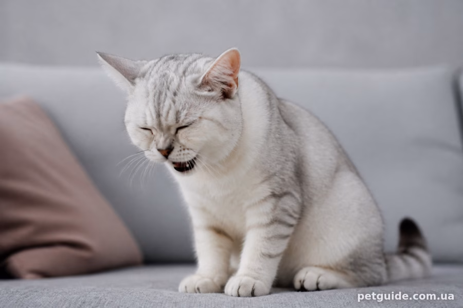 Причини кашлю у котів