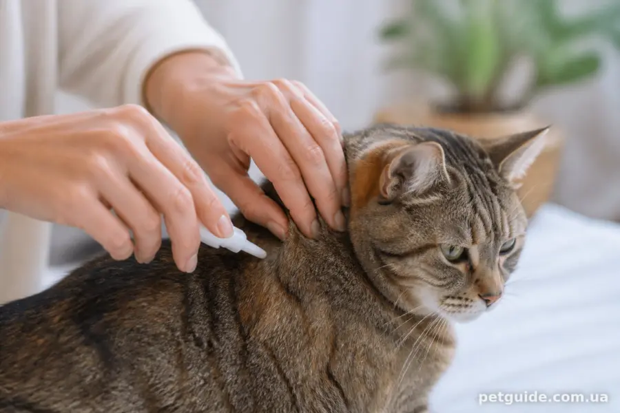 Нанесення крапель на холку кота між лопатками