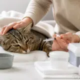 Як вилікувати кота від чумки в домашніх умовах